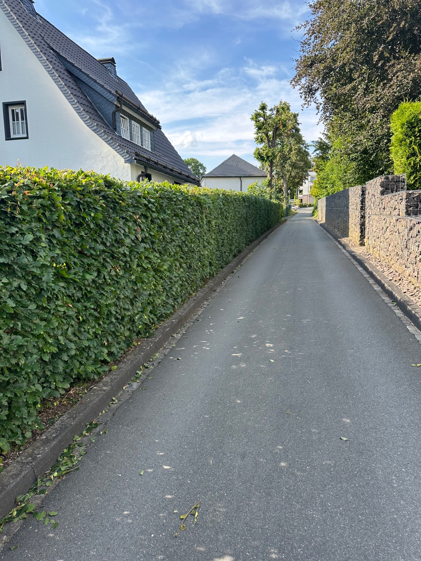 Gepflegte Hecke